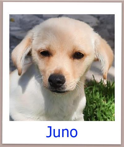 Juno Tierschutz Zypern Hund prof
