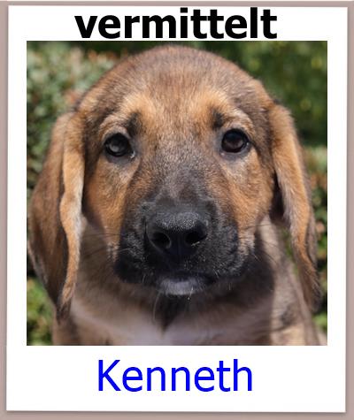 Kenneth Tierschutz Zypern Hund vermittelt