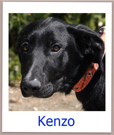 Kenzo Tierschutz Zypern Hund prof