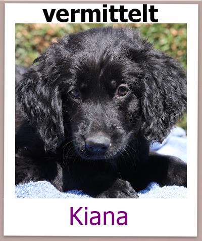 Kiana Tierschutz Zypern Hund vermittelt