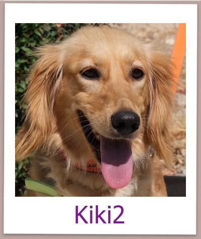 Kiki2 Tierschutz Zypern Hund prof