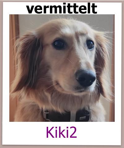 Kiki2 Tierschutz Zypern Hund vermittelt 1