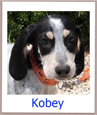 Kobey Tierschutz Zypern Hund prof