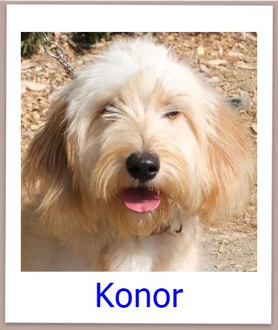 Konor Tierschutz Zypern Hund prof