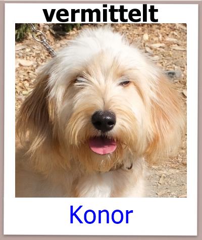 Konor Tierschutz Zypern Hund vermittelt