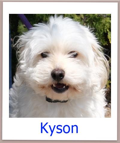Kyson Tierschutz Zypern Hund prof 1
