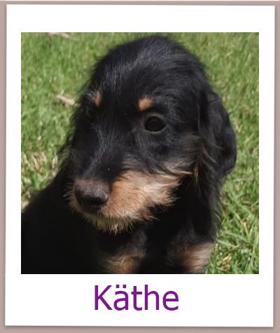 Käthe Tierschutz Zypern Hund prof