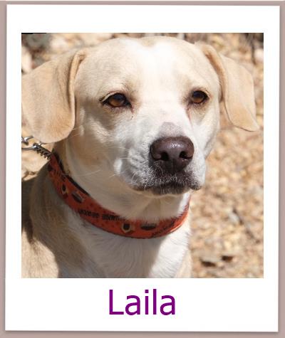 Laila Tierschutz Zypern Hund prof