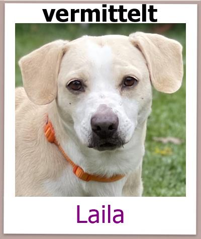 Laila Tierschutz Zypern Hund vermittelt 1