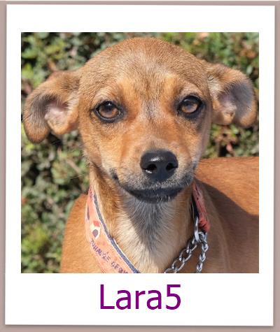 Lara5 Tierschutz Zypern Hund prof