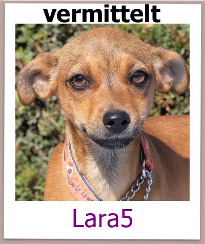 Lara5 Tierschutz Zypern Hund vermittelt