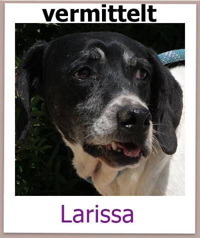 Larissa Tierschutz Zypern Hund vermittelt