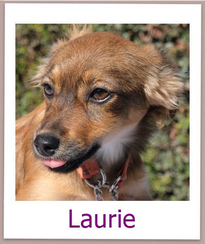 Laurie Tierschutz Zypern Hund prof