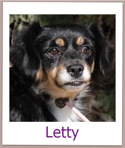 Letty Tierschutz Zypern Hund prof