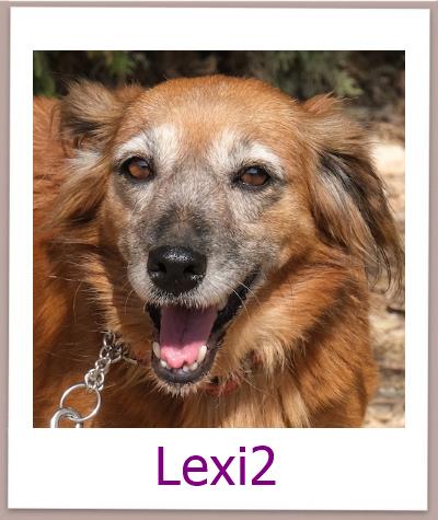 Lexi2 Tierschutz Zypern Hund prof