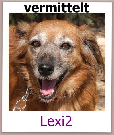 Lexi2 Tierschutz Zypern Hund vermittelt