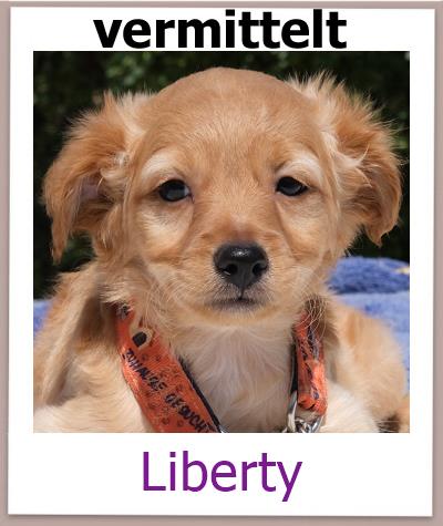 Liberty Tierschutz Zypern Hund vermittelt
