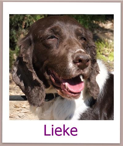 Lieke Tierschutz Zypern Hund prof