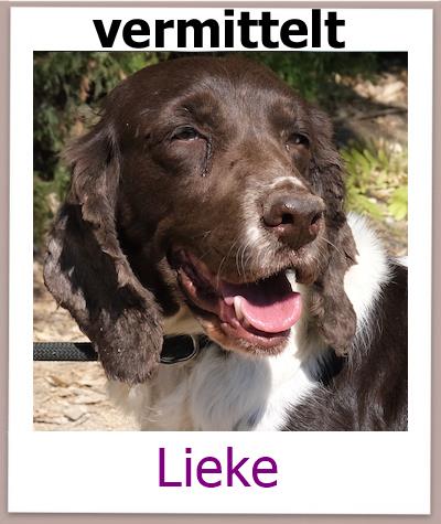 Lieke Tierschutz Zypern Hund vermittelt