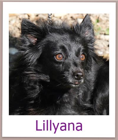 Lillyana Tierschutz Zypern Hund prof