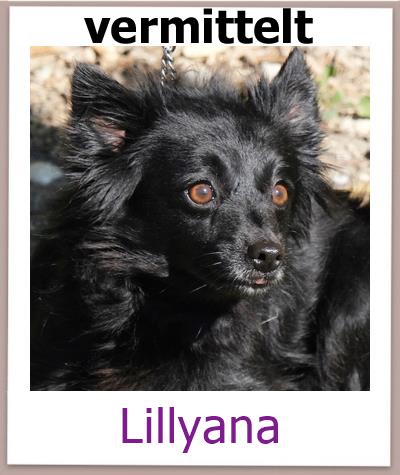 Lillyana Tierschutz Zypern Hund vermittelt
