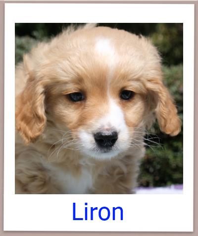 Liron Tierschutz Zypern Hund prof
