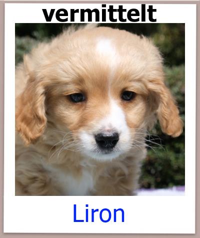 Liron Tierschutz Zypern Hund vermittelt