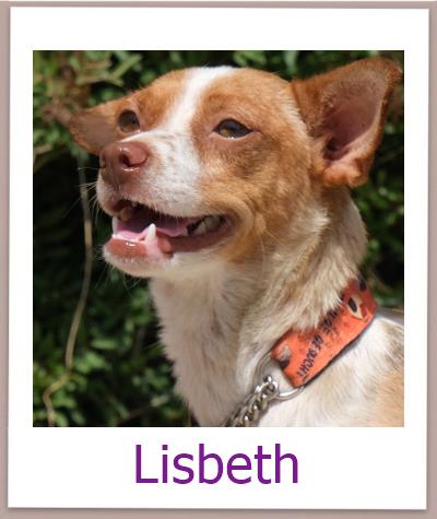 Lisbeth Tierschutz Zypern Hund prof