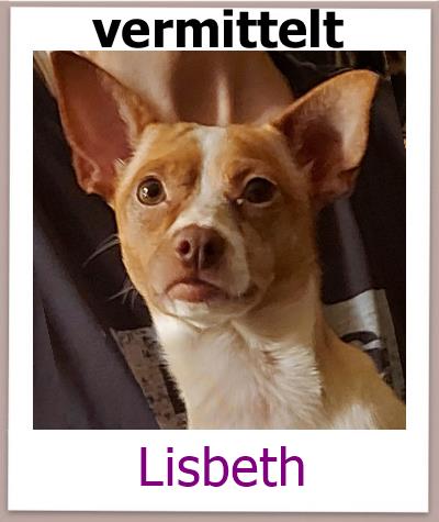 Lisbeth Tierschutz Zypern Hund vermittelt 1