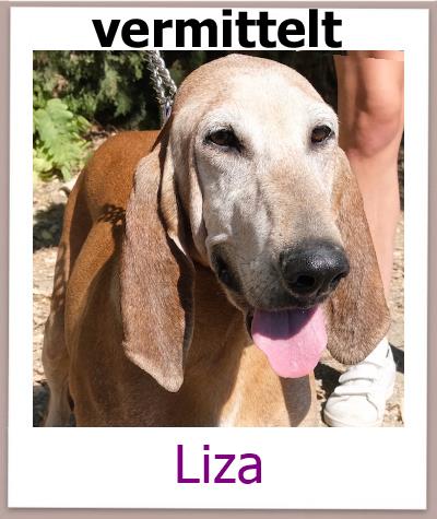 Liza Tierschutz Zypern Hund vermittelt