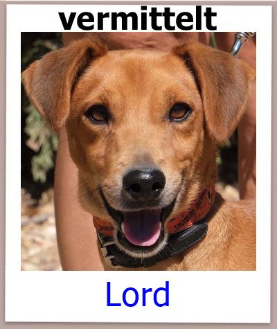 Lord Tierschutz Zypern Hund vermittelt