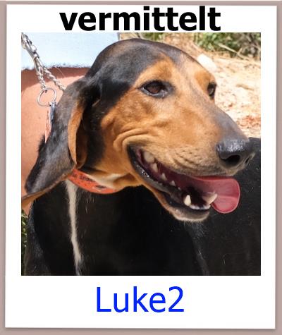 Luke2 Tierschutz Zypern Hund vermittelt