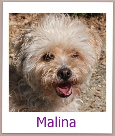 Malina Tierschutz Zypern Hund prof