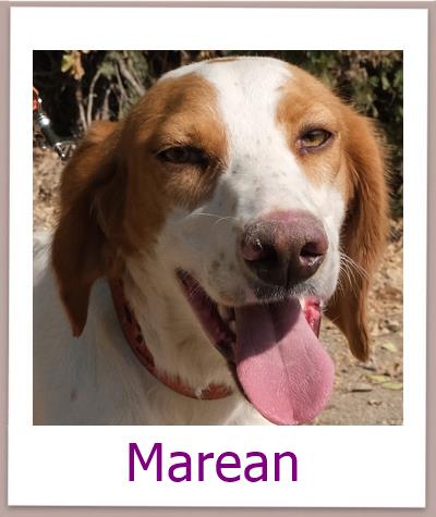Marean1 Tierschutz Zypern Hund prof