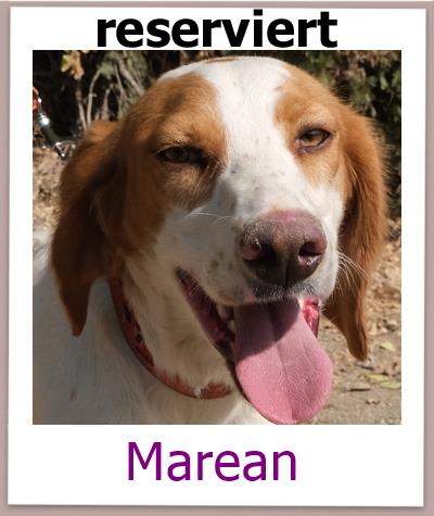 Marean1 Tierschutz Zypern Hund res