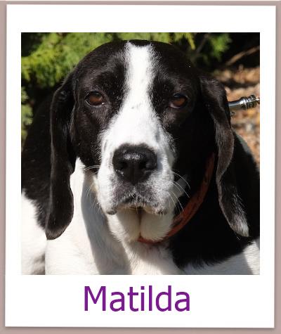 Matilda Tierschutz Zypern Hund prof