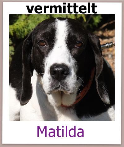 Matilda Tierschutz Zypern Hund vermittelt