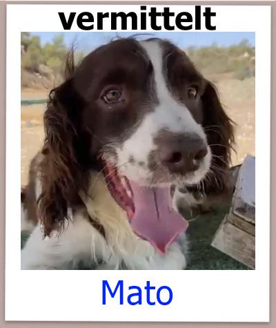 Mato Tierschutz Zypern Hund vermittelt 1