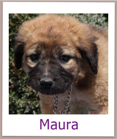 Maura Tierschutz Zypern Hund prof