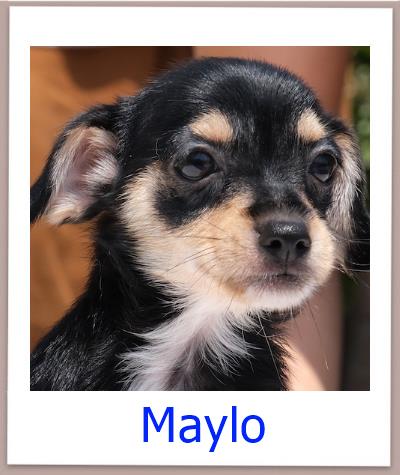 Maylo Tierschutz Zypern Hund prof 1