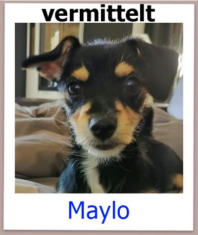 Maylo Tierschutz Zypern Hund vermittelt 2