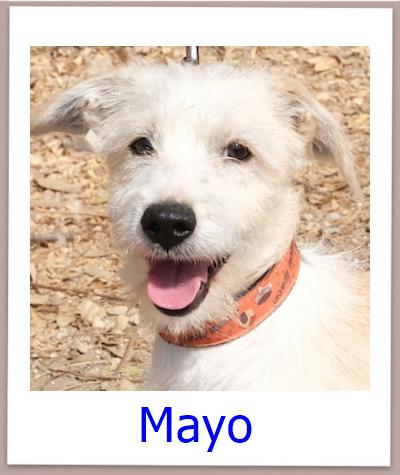 Mayo Tierschutz Zypern Hund prof