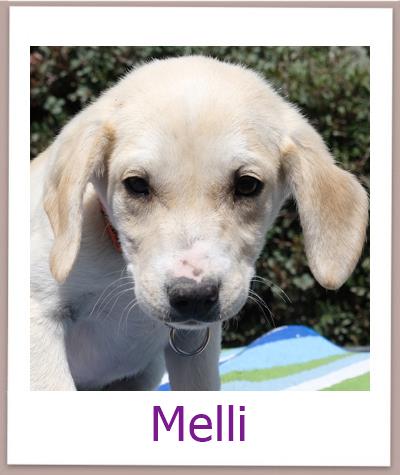 Melli Tierschutz Zypern Hund prof