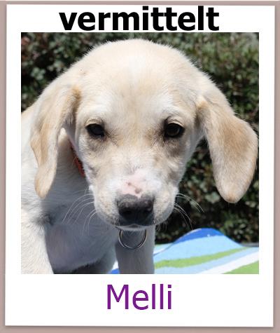 Melli Tierschutz Zypern Hund vermittelt