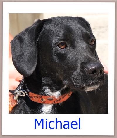 Michael Tierschutz Zypern Hund prof