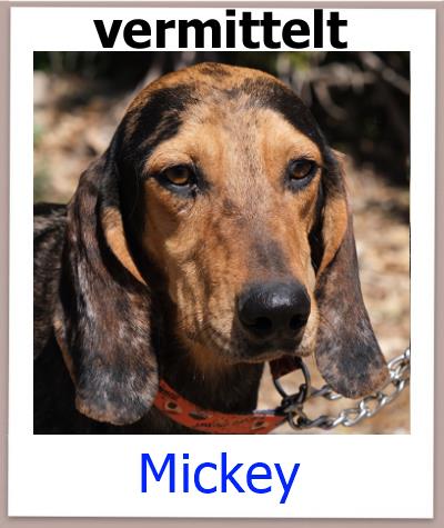 Mickey Tierschutz Zypern Hund vermittelt