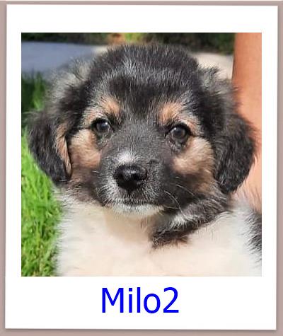 Milo2 Tierschutz Zypern Hund prof