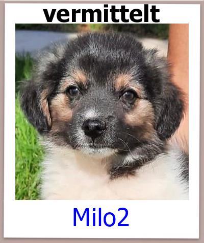 Milo2 Tierschutz Zypern Hund vermittelt