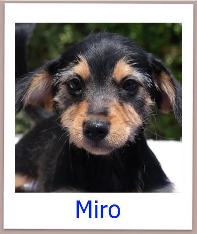 Miro Tierschutz Zypern Hund prof 1