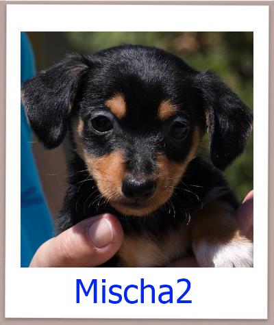 Mischa2 Tierschutz Zypern Hund prof